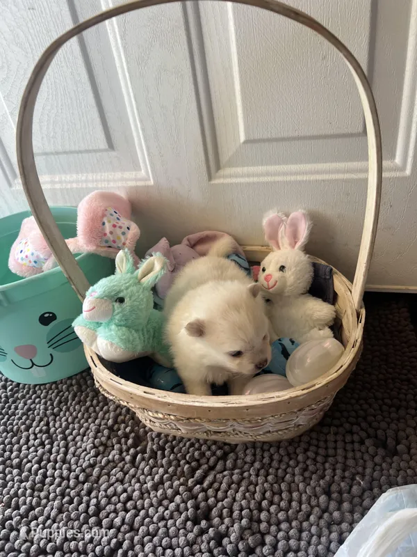 White male polor bear mom – Pomeranian puppy for sale in Columbus, MS