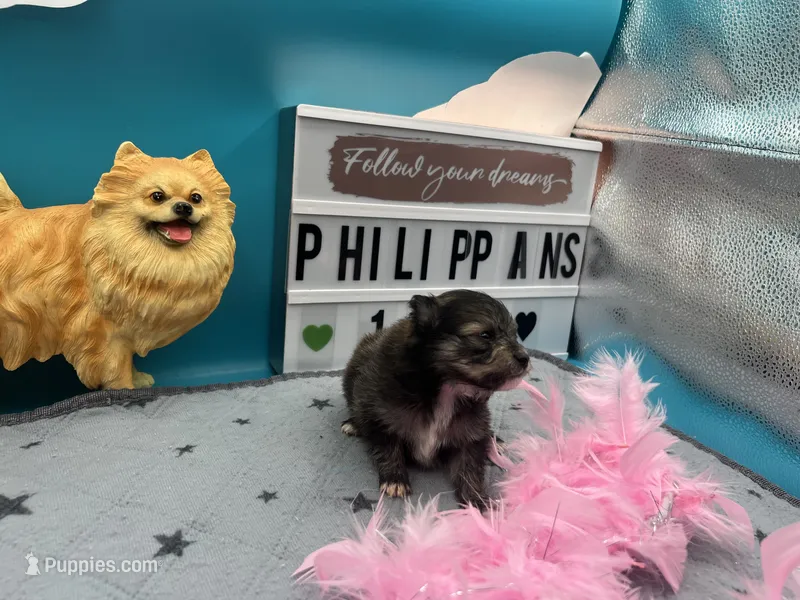 Sable white black female (Hollie mom) – Pomeranian puppy for sale in Columbus, MS