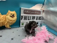 Sable white black female (Hollie mom), a female Pomeranian for sale in Columbus, MS – 1 of 5