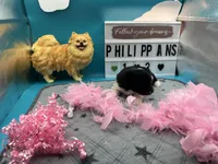 Black and white female (Pixie mom), a female Pomeranian for sale in Columbus, MS – 4 of 9