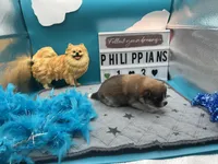 Brown and white (Jewel mom), a male Pomeranian for sale in Columbus, MS – 2 of 7