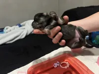 Dark sable female (mistletoe mom), a female Pomeranian for sale in Columbus, MS – 4 of 8