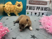 Brown female (Jewel mom), a female Pomeranian for sale in Columbus, MS – 3 of 4