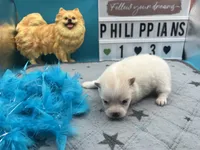 White male (Jewel mom), a male Pomeranian for sale in Columbus, MS – 2 of 5