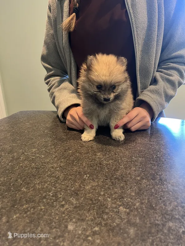 Sable male (mistletoe mom), a male Pomeranian for sale in Columbus, MS – 1 of 10