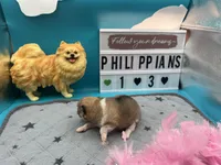 Parti female (Jewel mom), a female Pomeranian for sale in Columbus, MS – 3 of 8