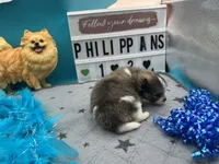 Tri parti male (Hollie mom), a male Pomeranian for sale in Columbus, MS – 4 of 8