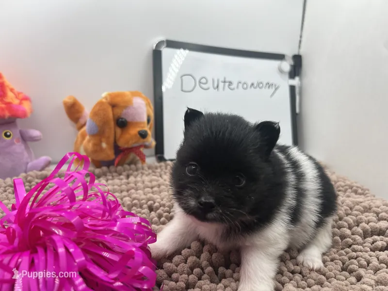 Black and white female (Pixie mom) – Pomeranian puppy for sale in Columbus, MS