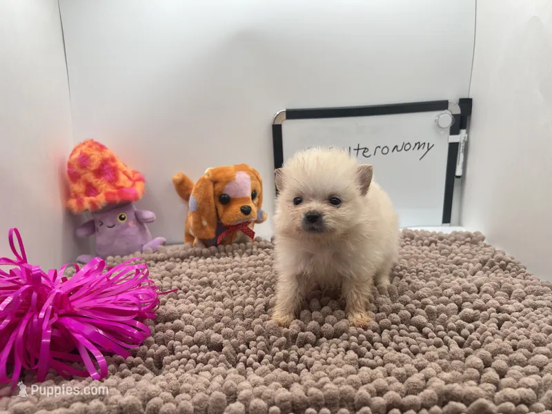 Cream/white female (Willow mom) – Pomeranian puppy for sale in Columbus, MS