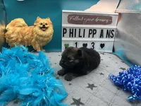 Brown and sable male (Hollie mom), a male Pomeranian for sale in Columbus, MS – 2 of 5