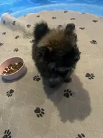 Fluffy , a male Pomeranian for sale in Columbus, MS – 7 of 10