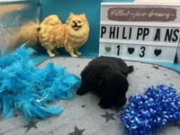 Black male (pixie mom), a male Pomeranian for sale in Columbus, MS – 3 of 8