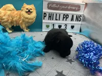 Black male (pixie mom), a male Pomeranian for sale in Columbus, MS – 2 of 8