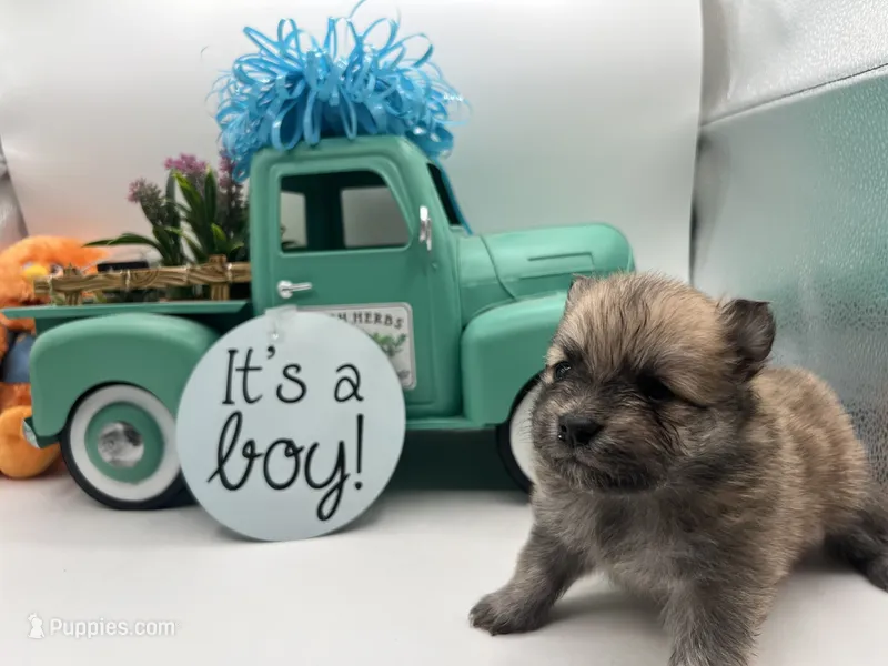 Sable male (mistletoe mom) – Pomeranian puppy for sale in Columbus, MS