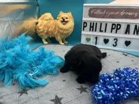 Black male (pixie mom), a male Pomeranian for sale in Columbus, MS – 5 of 8