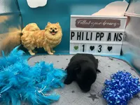 Black male (pixie mom), a male Pomeranian for sale in Columbus, MS – 7 of 8