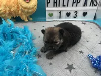 Brown and sable male (Hollie mom), a male Pomeranian for sale in Columbus, MS – 3 of 5