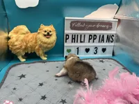 Parti female (Jewel mom), a female Pomeranian for sale in Columbus, MS – 8 of 8