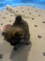 Fluffy , a male Pomeranian for sale in Columbus, MS – 9 of 10