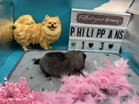 Sable black and tan female (Hollie mom), a female Pomeranian for sale in Columbus, MS – 5 of 6