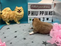 Brown female (Jewel mom), a female Pomeranian for sale in Columbus, MS – 2 of 4