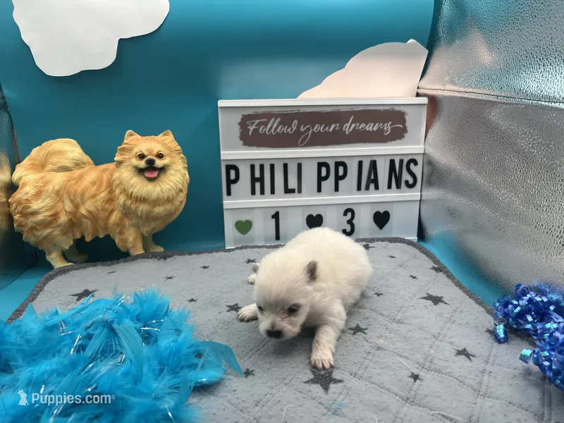 White male (Jewel mom) – Pomeranian puppy for sale in Columbus, MS