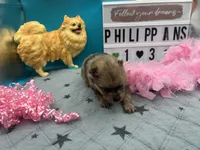 Chocolate Merle female (Pixie mom), a female Pomeranian for sale in Columbus, MS – 2 of 5