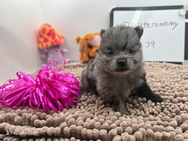 Blue Merle female (Pixie mom) – Pomeranian puppy for sale in Columbus, MS
