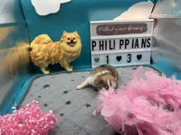 Parti female (Jewel mom), a female Pomeranian for sale in Columbus, MS – 7 of 8