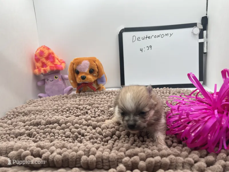 Parti female (Jewel mom) – Pomeranian puppy for sale in Columbus, MS