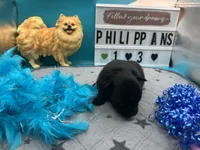 Black male (pixie mom), a male Pomeranian for sale in Columbus, MS – 6 of 8