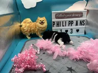 Black and white female (Pixie mom), a female Pomeranian for sale in Columbus, MS – 7 of 9