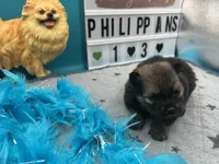 Brown and sable male (Hollie mom), a male Pomeranian for sale in Columbus, MS – 4 of 5