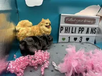 Blue Merle female (Pixie mom), a female Pomeranian for sale in Columbus, MS – 5 of 7