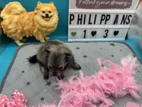 Sable black and tan female (Hollie mom), a female Pomeranian for sale in Columbus, MS – 4 of 6