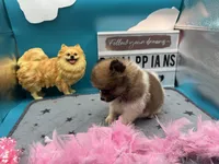 Tri female (Cinderella mom), a female Pomeranian for sale in Columbus, MS – 4 of 7