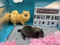 Sable black and tan female (Hollie mom), a female Pomeranian for sale in Columbus, MS – 3 of 6