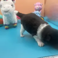 Faith parti male , a male Pomeranian for sale in Columbus, MS – Photo 3 of 9