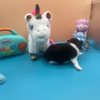 Faith parti male , a male Pomeranian for sale in Columbus, MS – Photo 8 of 9