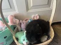 Faith black and white male , a male Pomeranian for sale in Columbus, MS – Photo 4 of 10