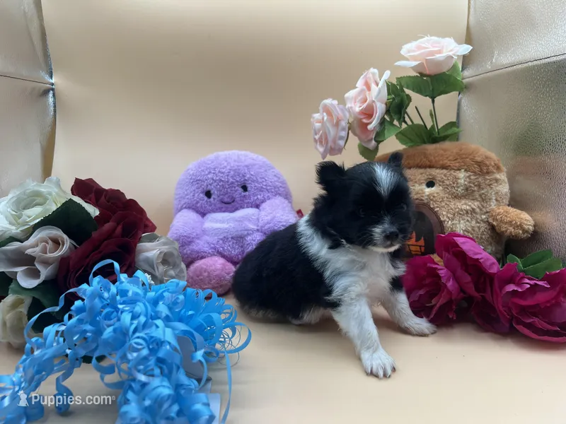 Faith parti male  – Pomeranian puppy for sale in Columbus, MS