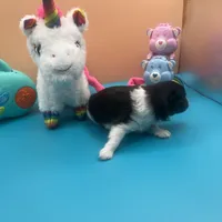 Faith parti male , a male Pomeranian for sale in Columbus, MS – Photo 9 of 9