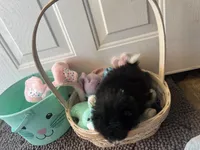 Faith black and white male , a male Pomeranian for sale in Columbus, MS – Photo 10 of 10