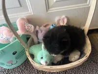 Faith black and white male , a male Pomeranian for sale in Columbus, MS – Photo 2 of 10