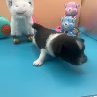 Faith parti male , a male Pomeranian for sale in Columbus, MS – Photo 5 of 9