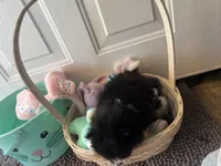 Faith black and white male , a male Pomeranian for sale in Columbus, MS – Photo 9 of 10