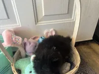 Faith black and white male , a male Pomeranian for sale in Columbus, MS – Photo 5 of 10