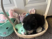 Faith black and white male , a male Pomeranian for sale in Columbus, MS – Photo 8 of 10