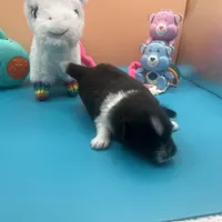 Faith parti male , a male Pomeranian for sale in Columbus, MS – Photo 4 of 9