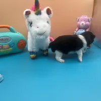 Faith parti male , a male Pomeranian for sale in Columbus, MS – Photo 7 of 9